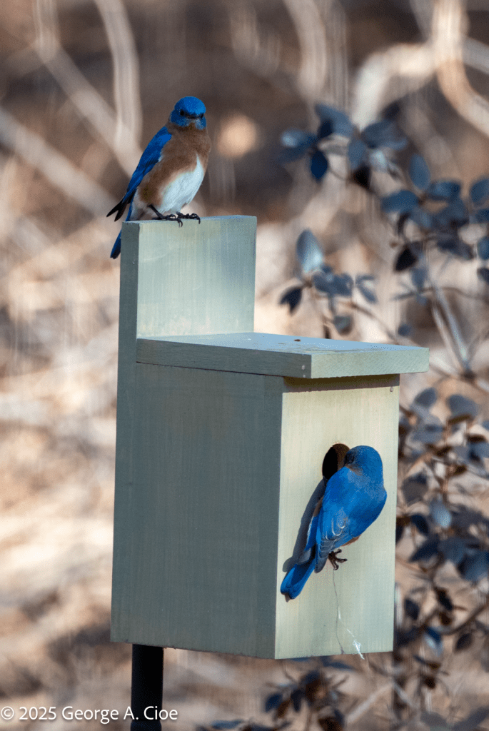 "Open House" Eastern Bluebirds