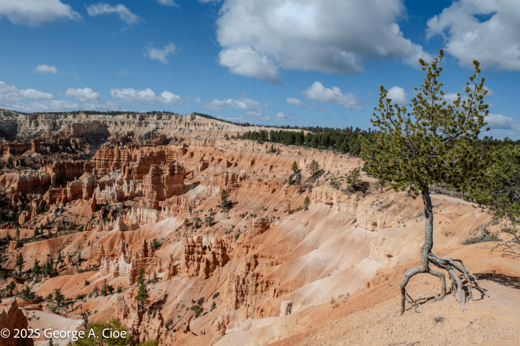 "Stilts" at Bryce Canyon AKA Walking Tree