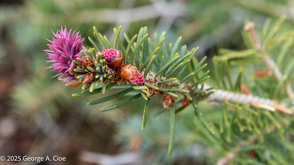 Young female cones of the Douglas-fir