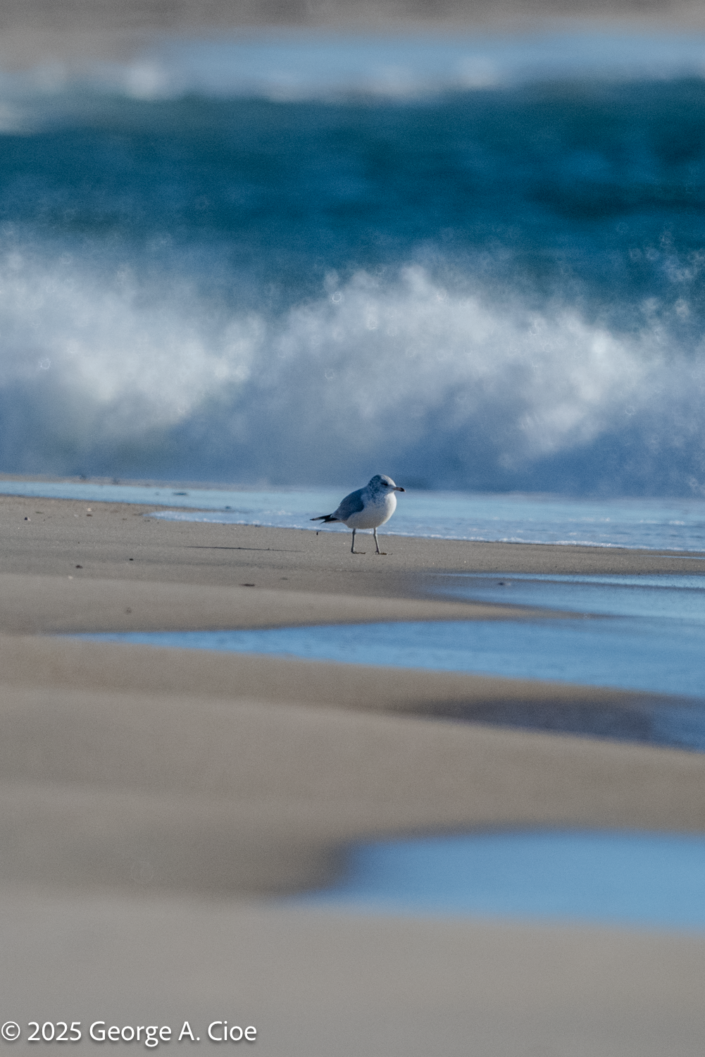 For the Owl and the Ones Who Endure Wildlife’s Trials