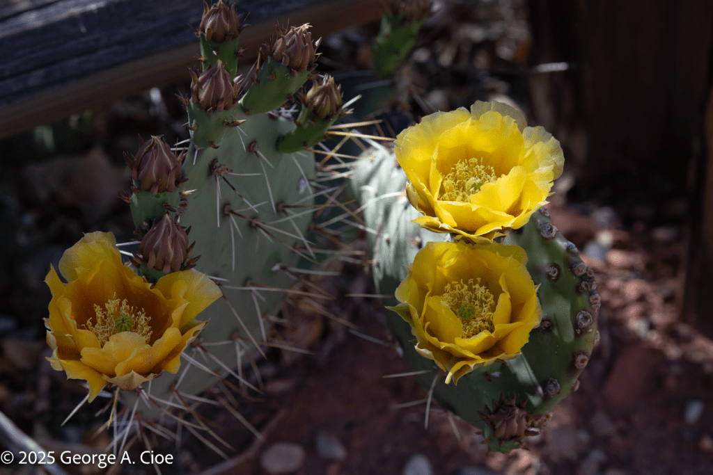 "Desert Gold" Cactus Flower