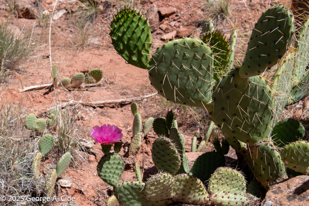 "Standing Ovation" Cactus