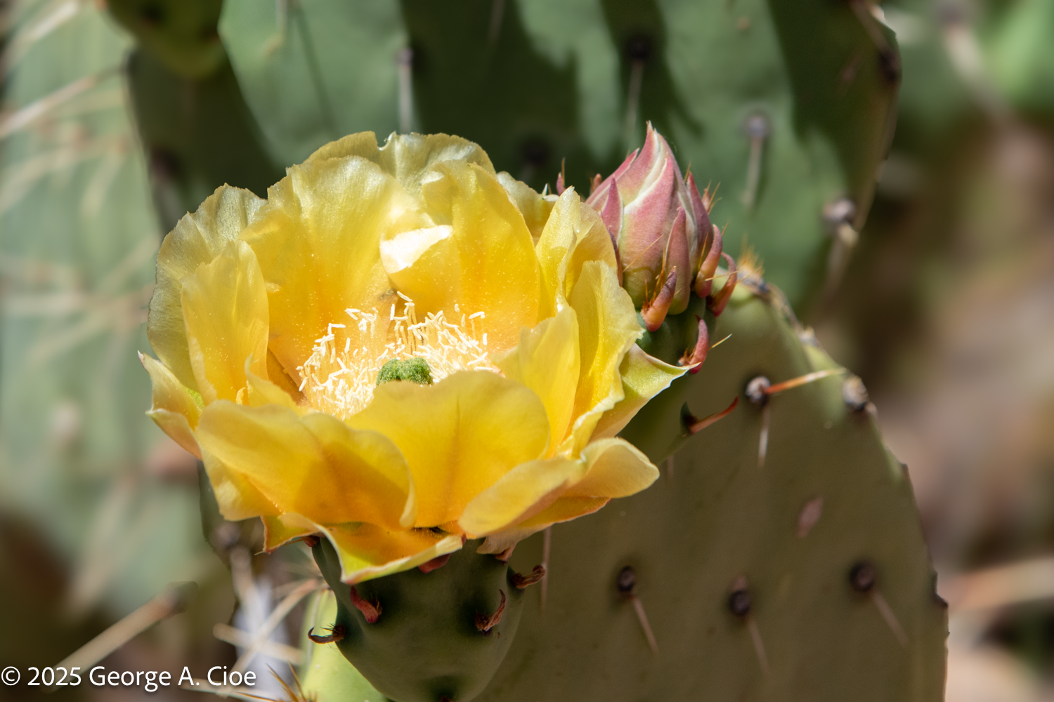 Praise Be to the Bloom! Unique Cacti Facts to Know