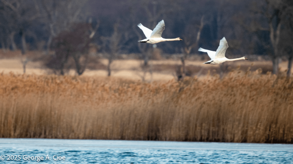 Mute Swan Couple