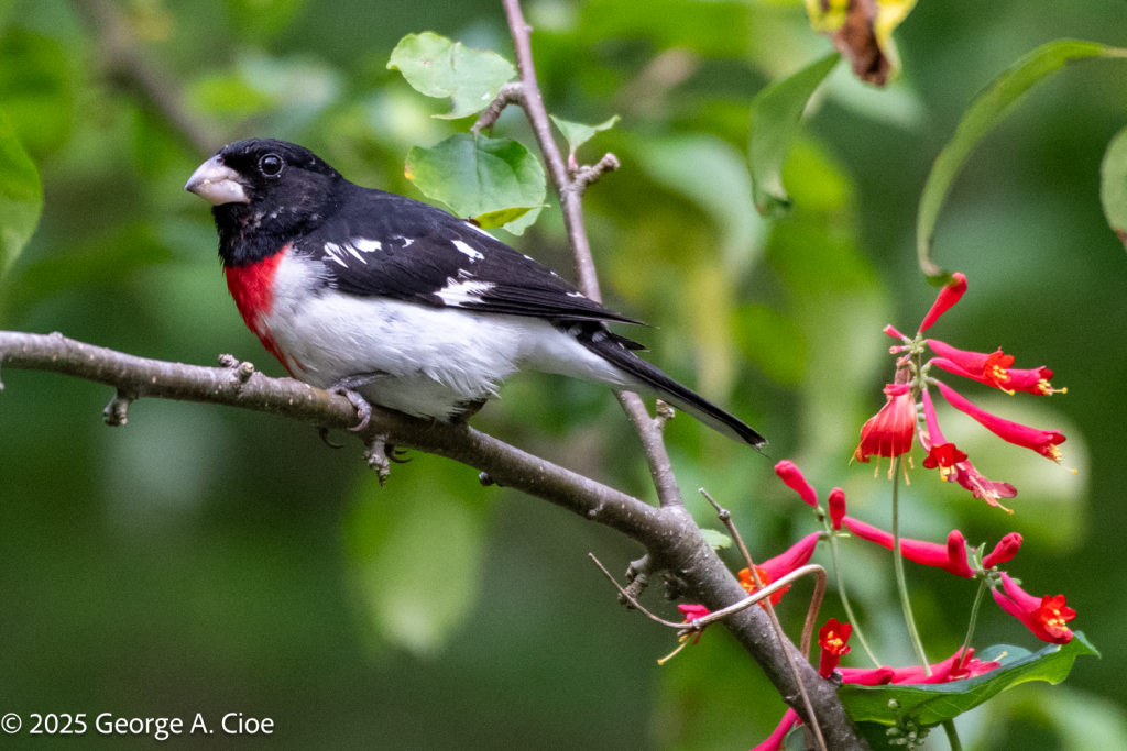 "Bloom with a View" Rose-breasted Grosbeak