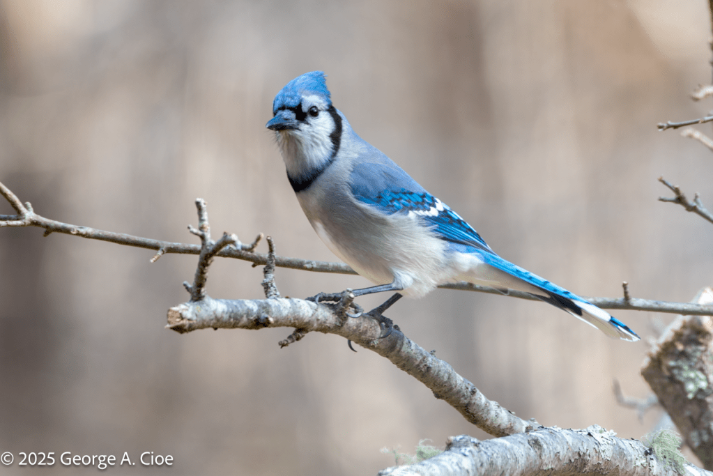"Soft Blue" Blue Jay