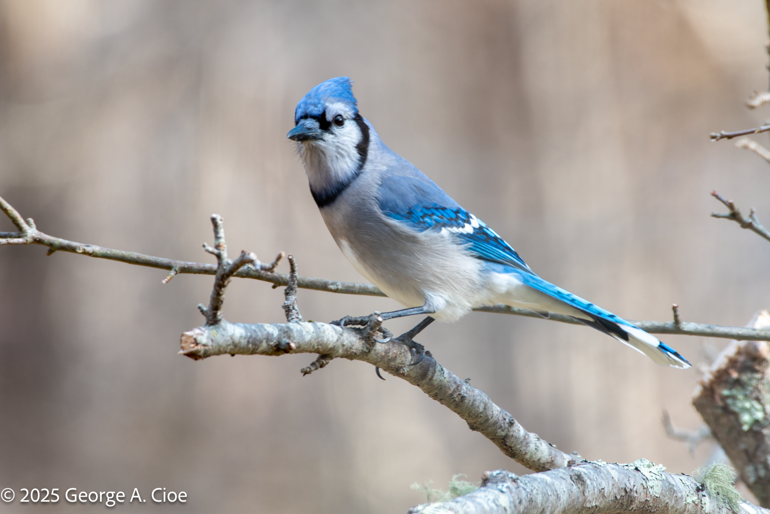 A Bluejay is not The Bluebird of Happiness Explained
