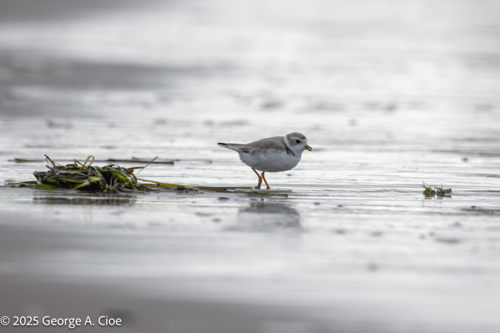 Piping Plover