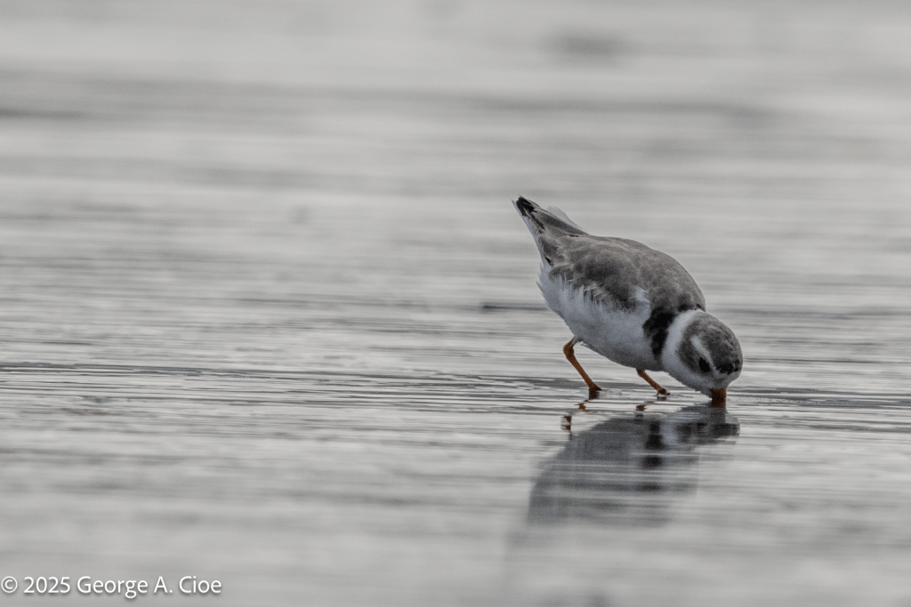 Piping Plover