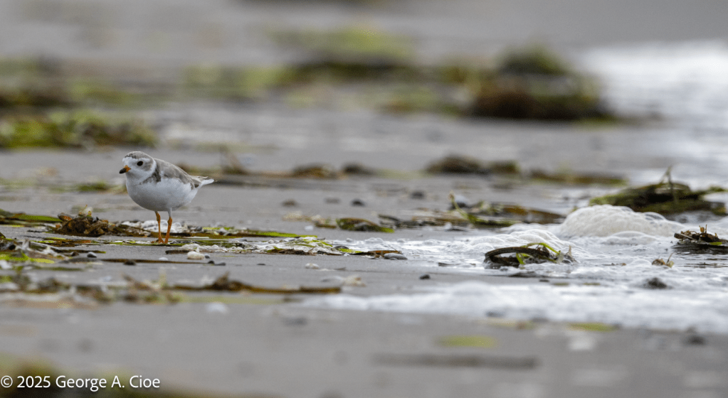 Piping Plover