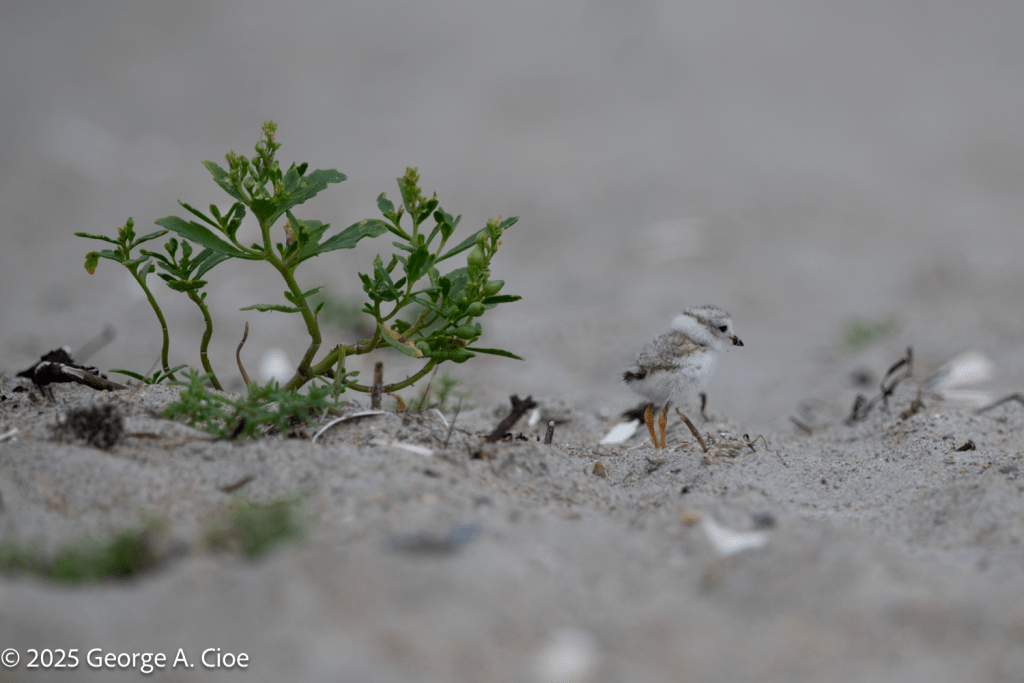 Piping Plover Chick