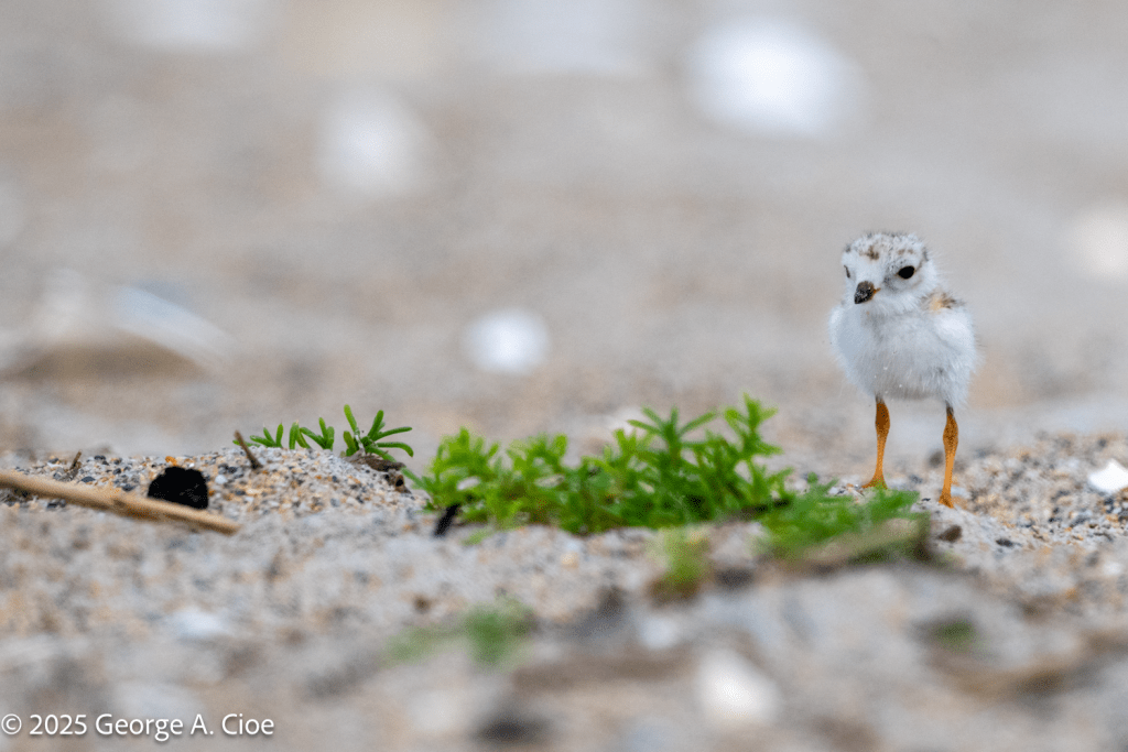 Piping Plover Chick