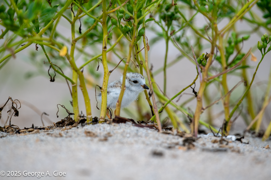 Piping Plover Chick