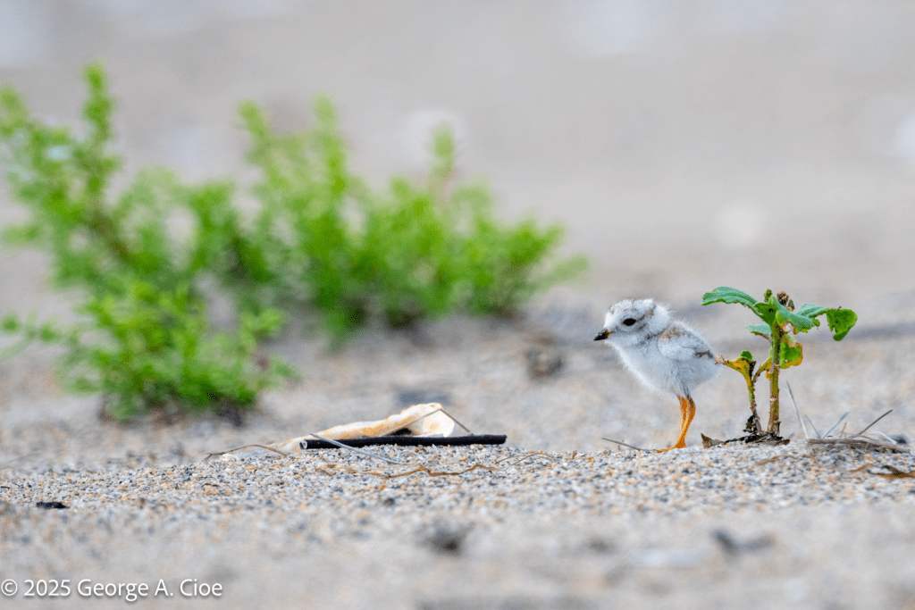 Piping Plover Chick