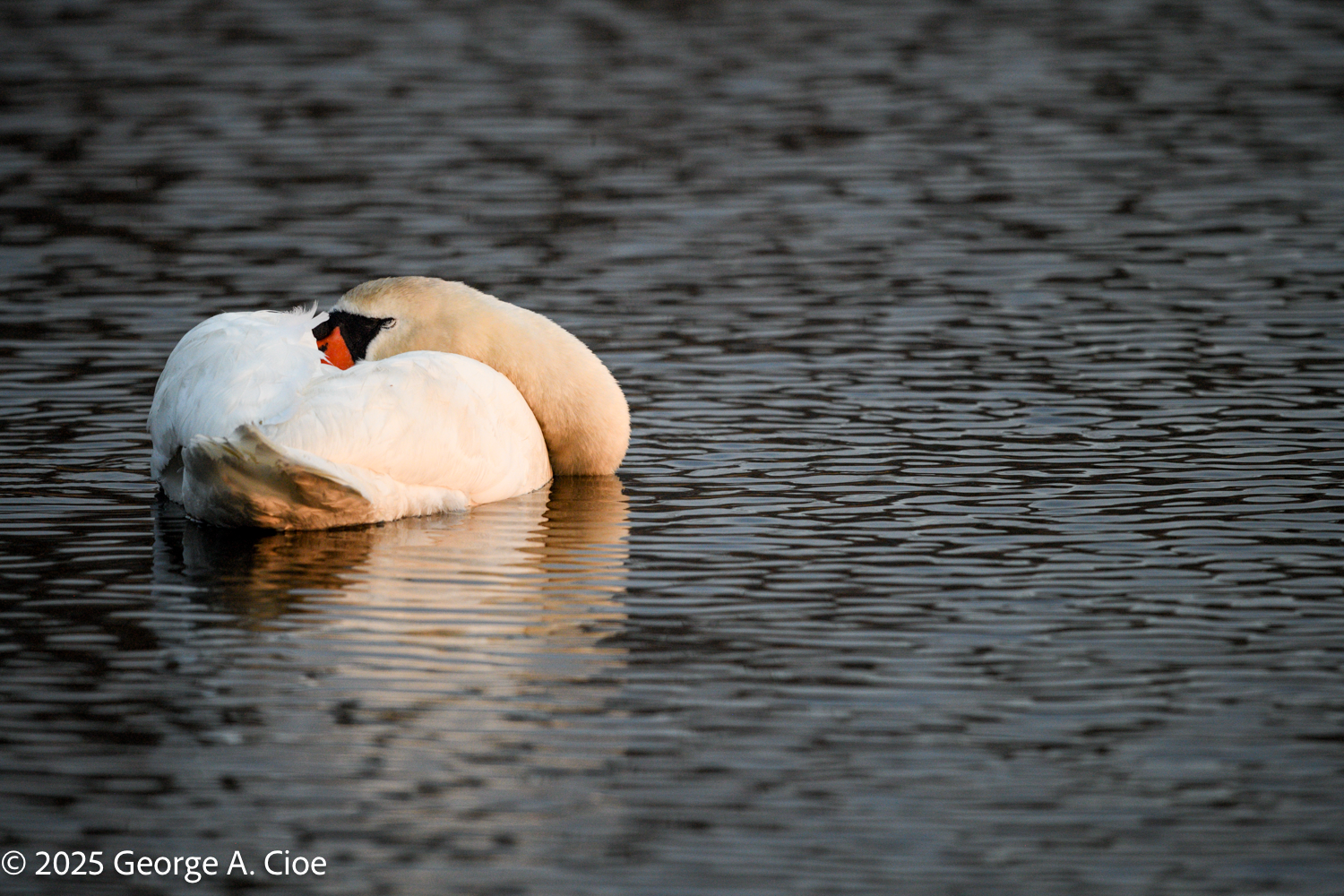 Mute Swans at Dawn: A Tranquil Morning Experience
