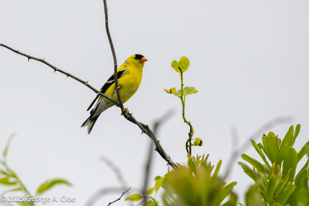 American Goldfinch