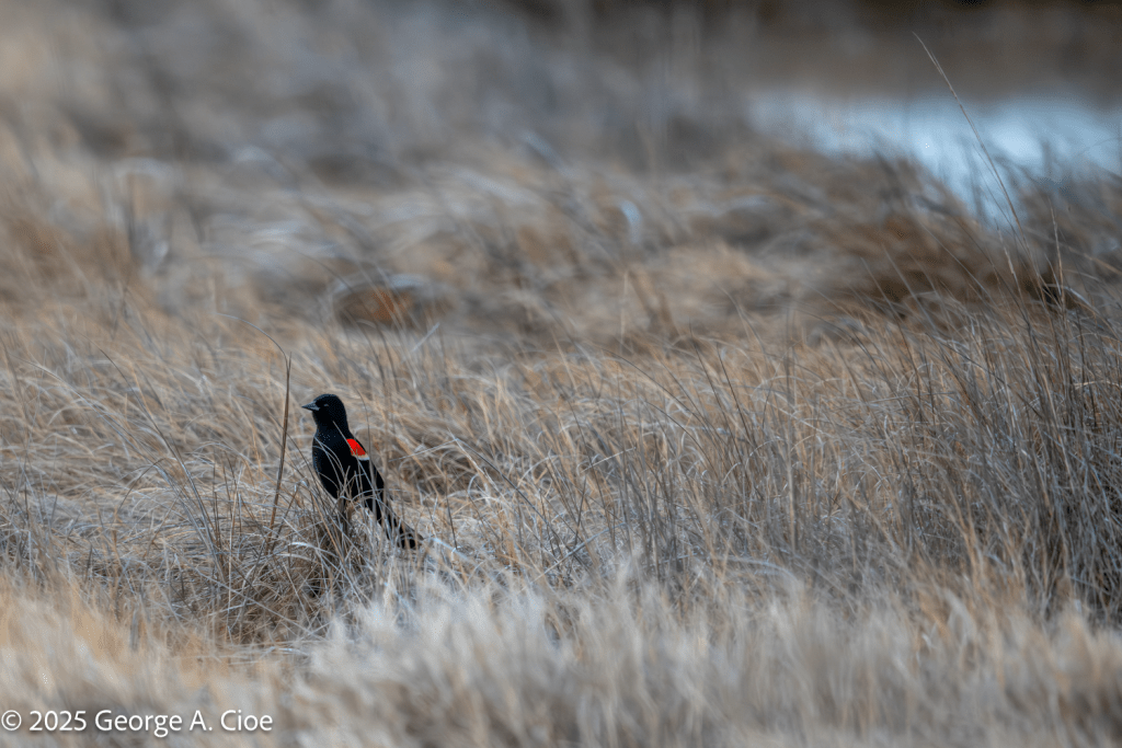 Red-winged Blackbird