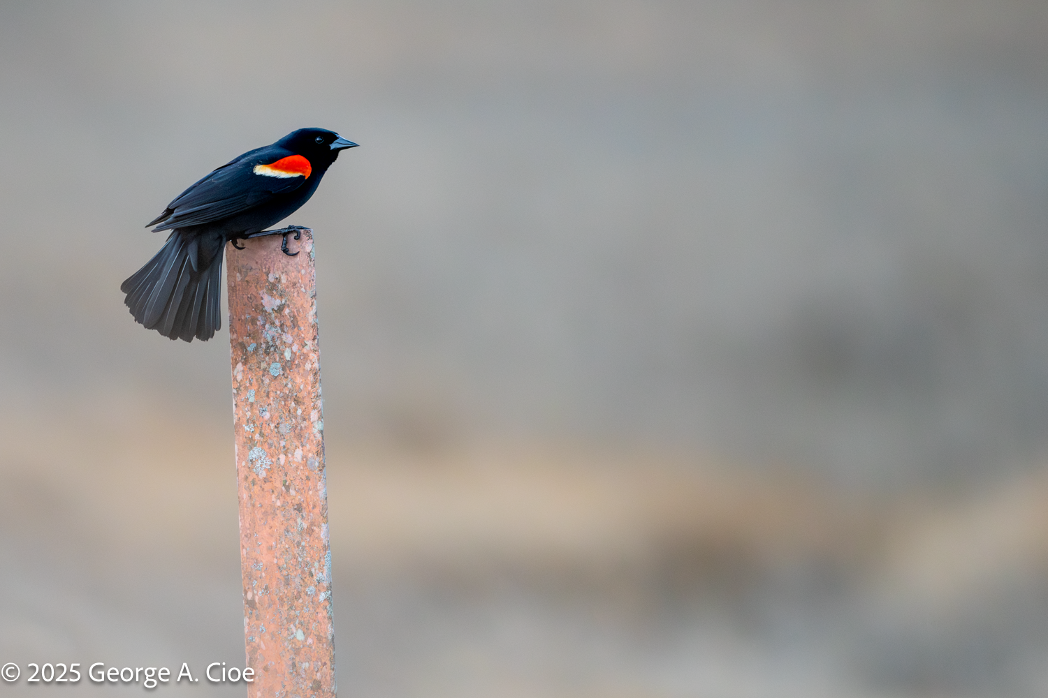 A Sign of the Season – Red-winged Blackbirds Return