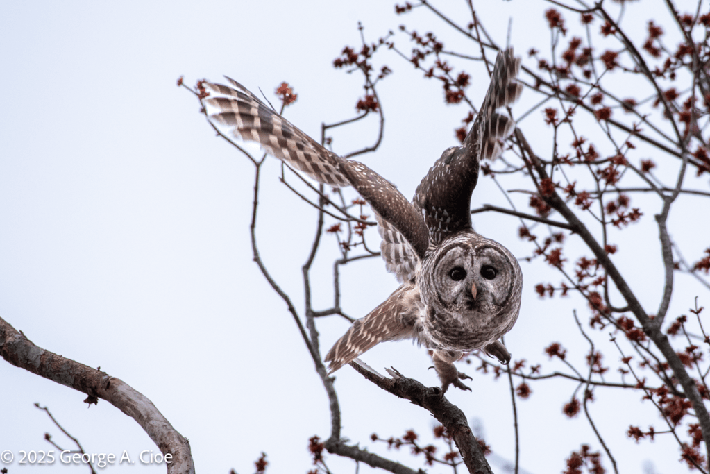 Barred Owl
