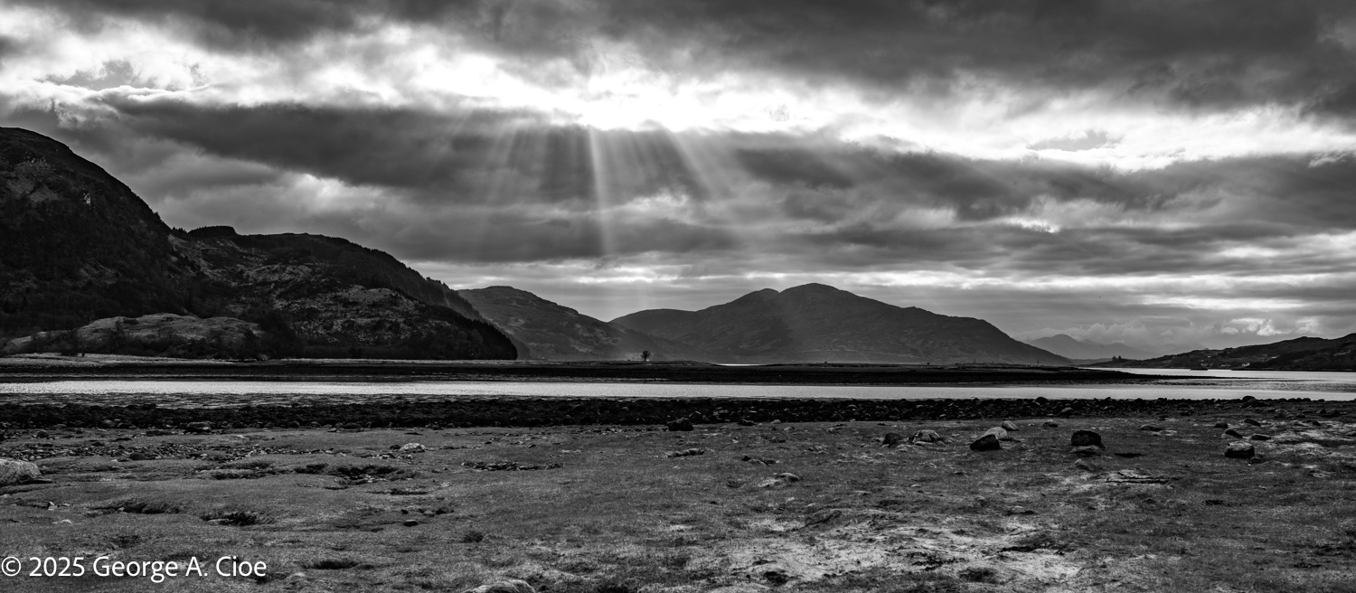 Are You the First… or the Last Tree in Your Journey?