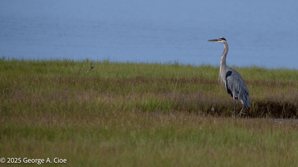 Great Blue Heron