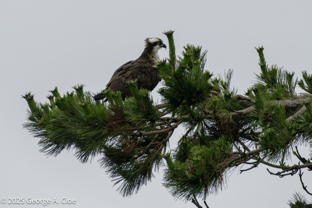 Sachuest Osprey