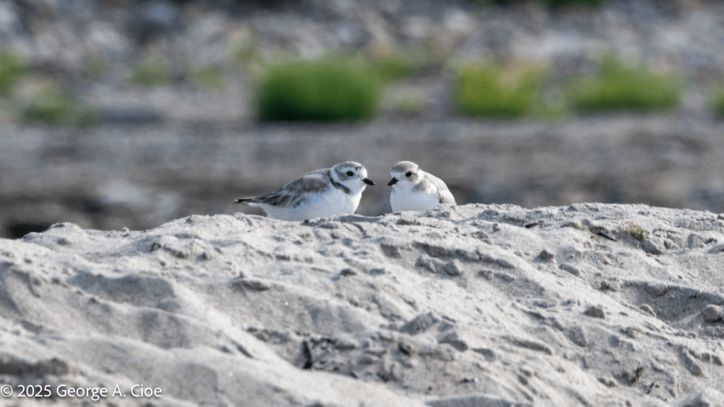 Piping Plover Pair on Narrow River