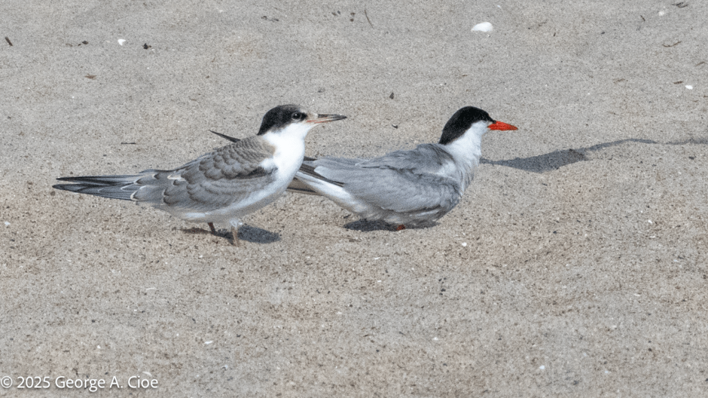 Least Tern Couple