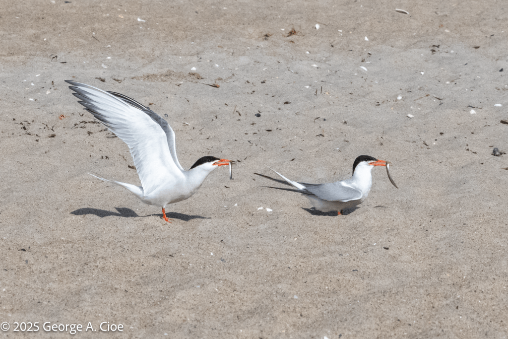 Common Terns with Silversides on Narrow River