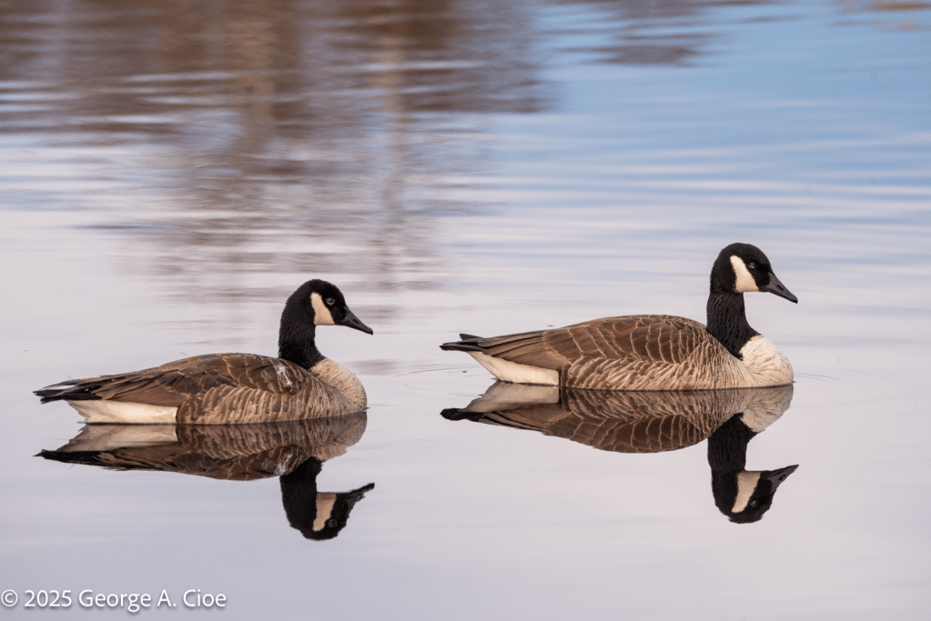 Canadian Geese on Lake Canonchet