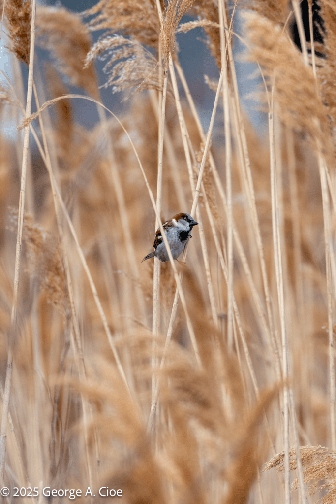 House Sparrow in Reed Grass