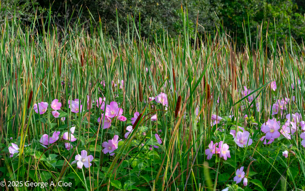 "Blush in the Reeds" Swamp Rose Mallow among Cattail