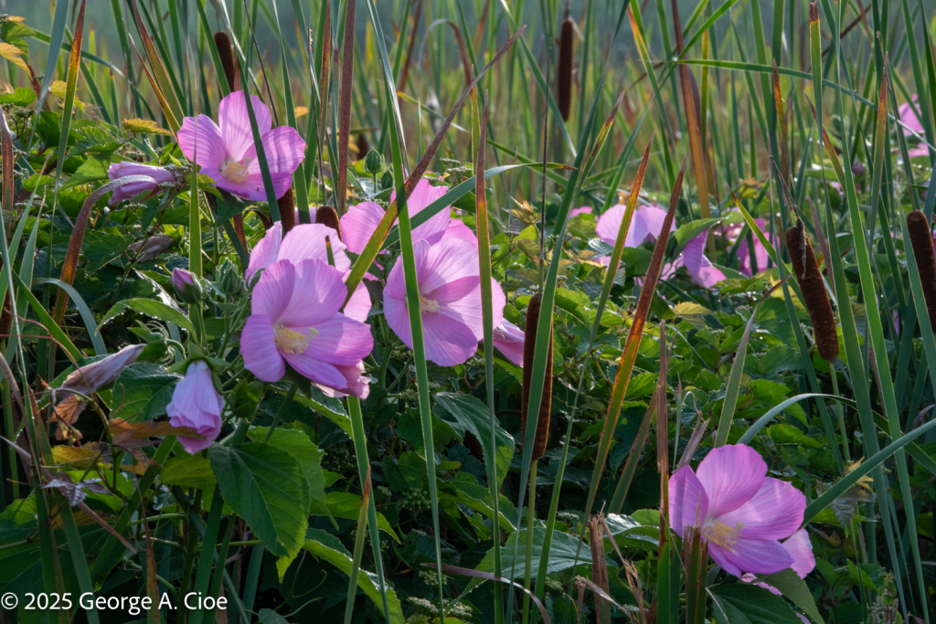 "Petals and Spears" Rose Mallow among Cattail