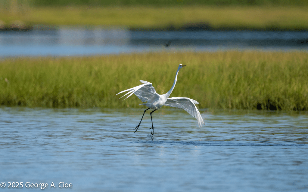 Great Egret