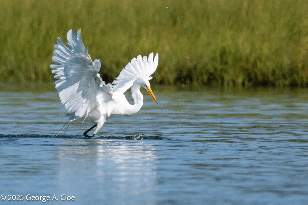 "No Escape" Great Egret