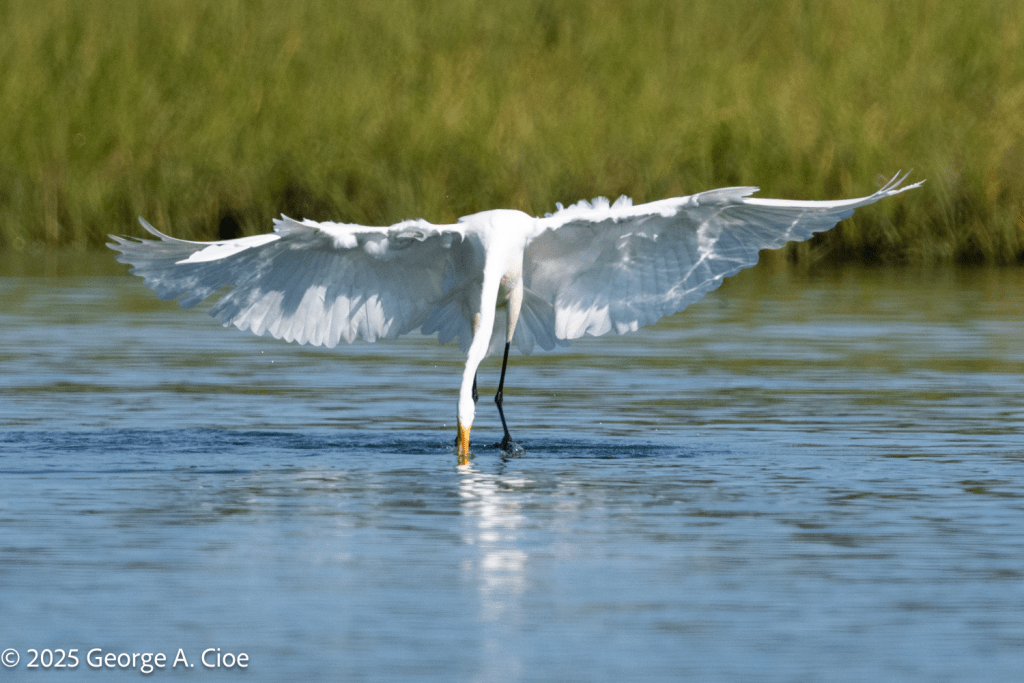 "Gotcha!" Great Egret