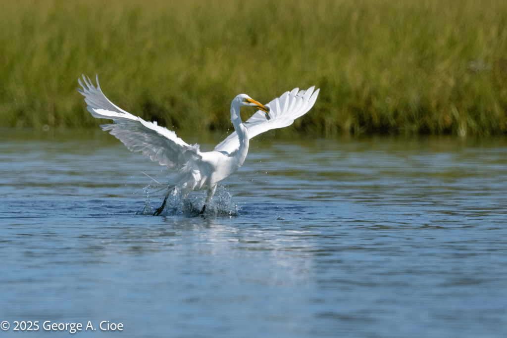 "Floundering" Great Egret