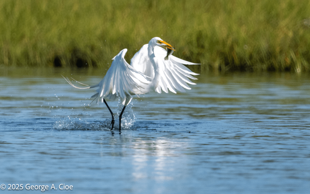 Great Egret with flounder