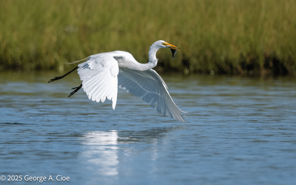 Great Egret with flounder