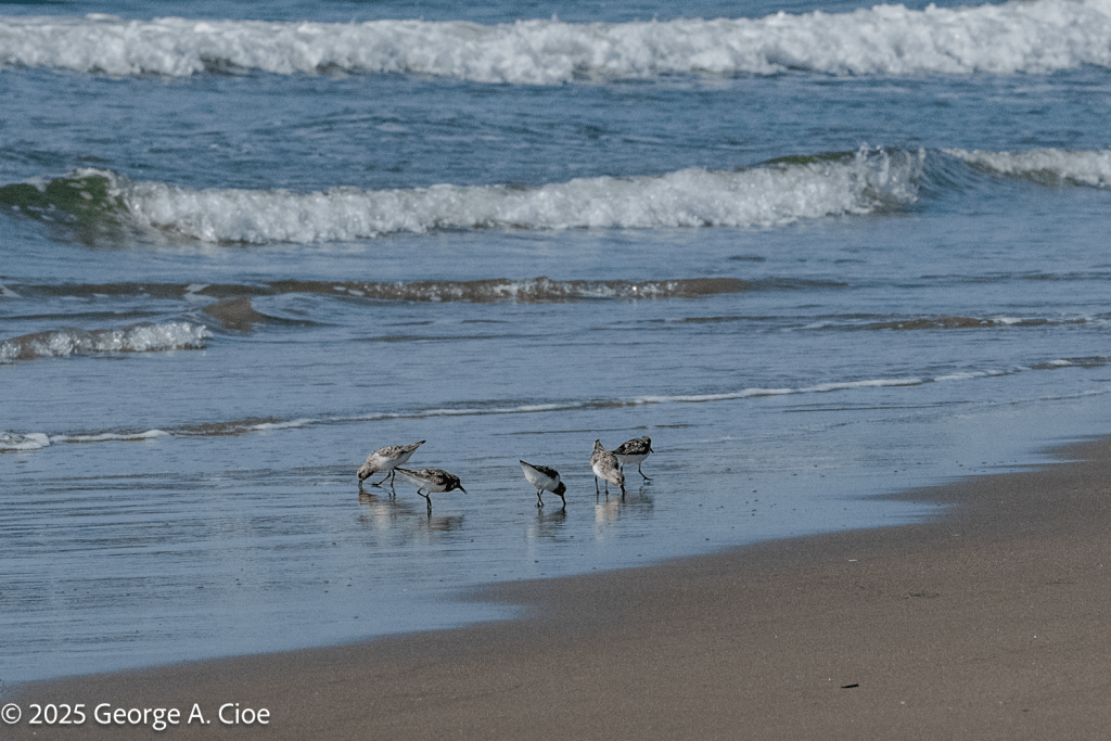 Sanderlings on The Hunt