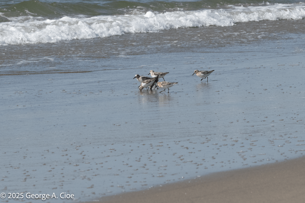 Sanderlings in Narragansett