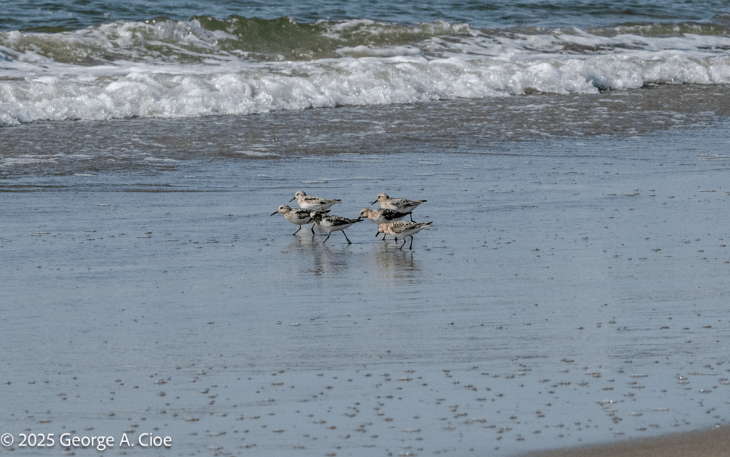 Sanderlings Marching