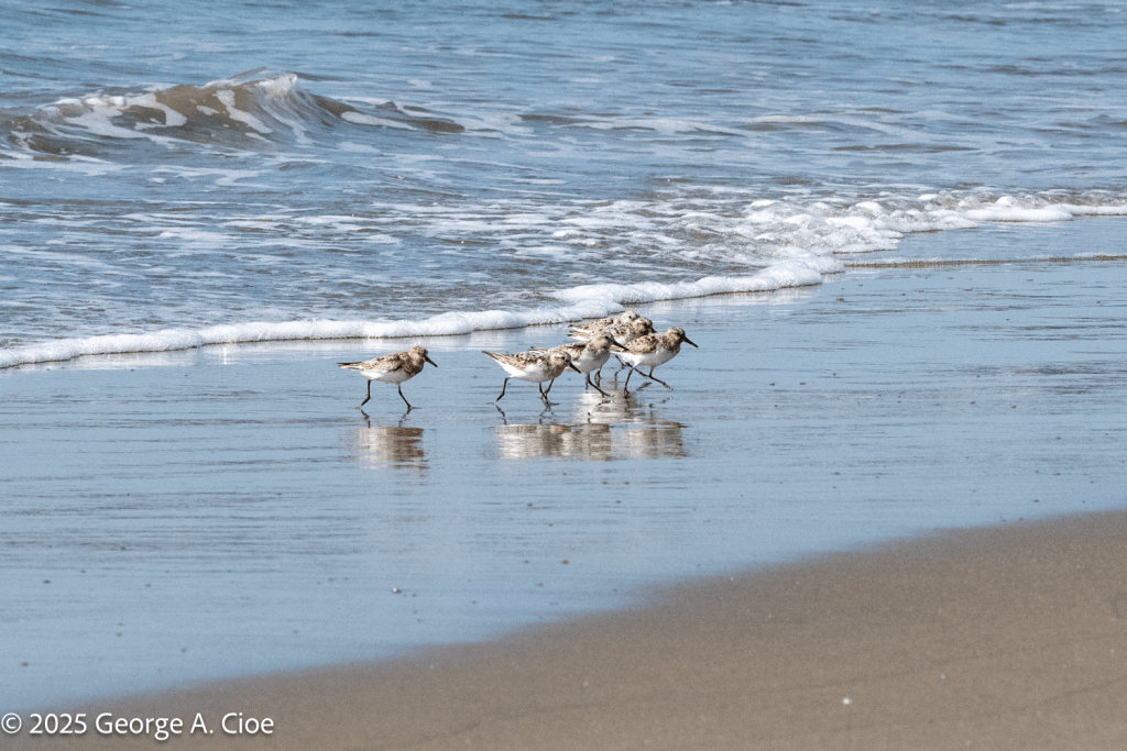Sanderlings Advance