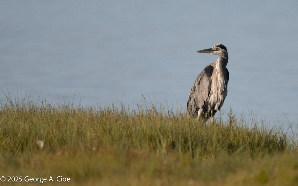 Great Blue Heron on Narrow River