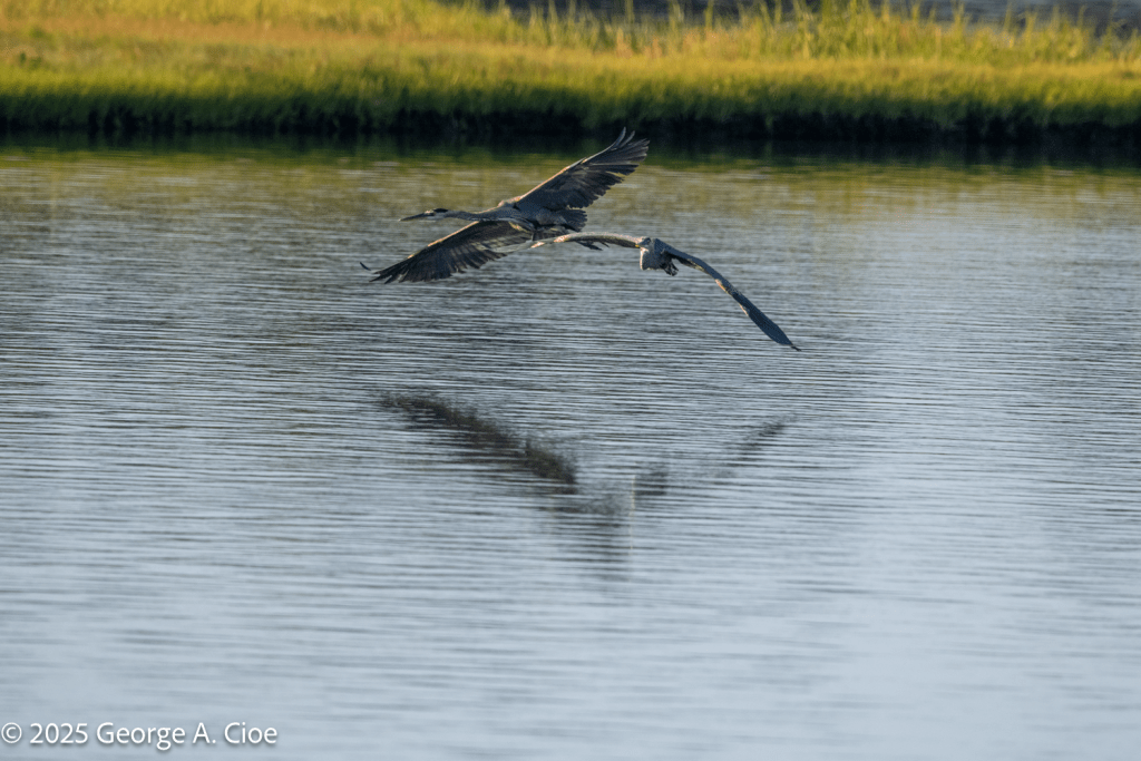 Two Great Blue Herons - One Shadow