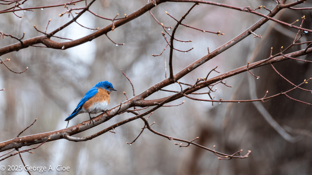 "Rainy Day Blues" Eastern Bluebird