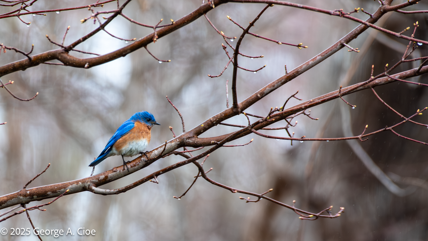 The Great Bluebird Tragedy: Hosting Frank and Gladys