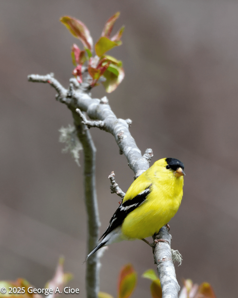 American Goldfinch