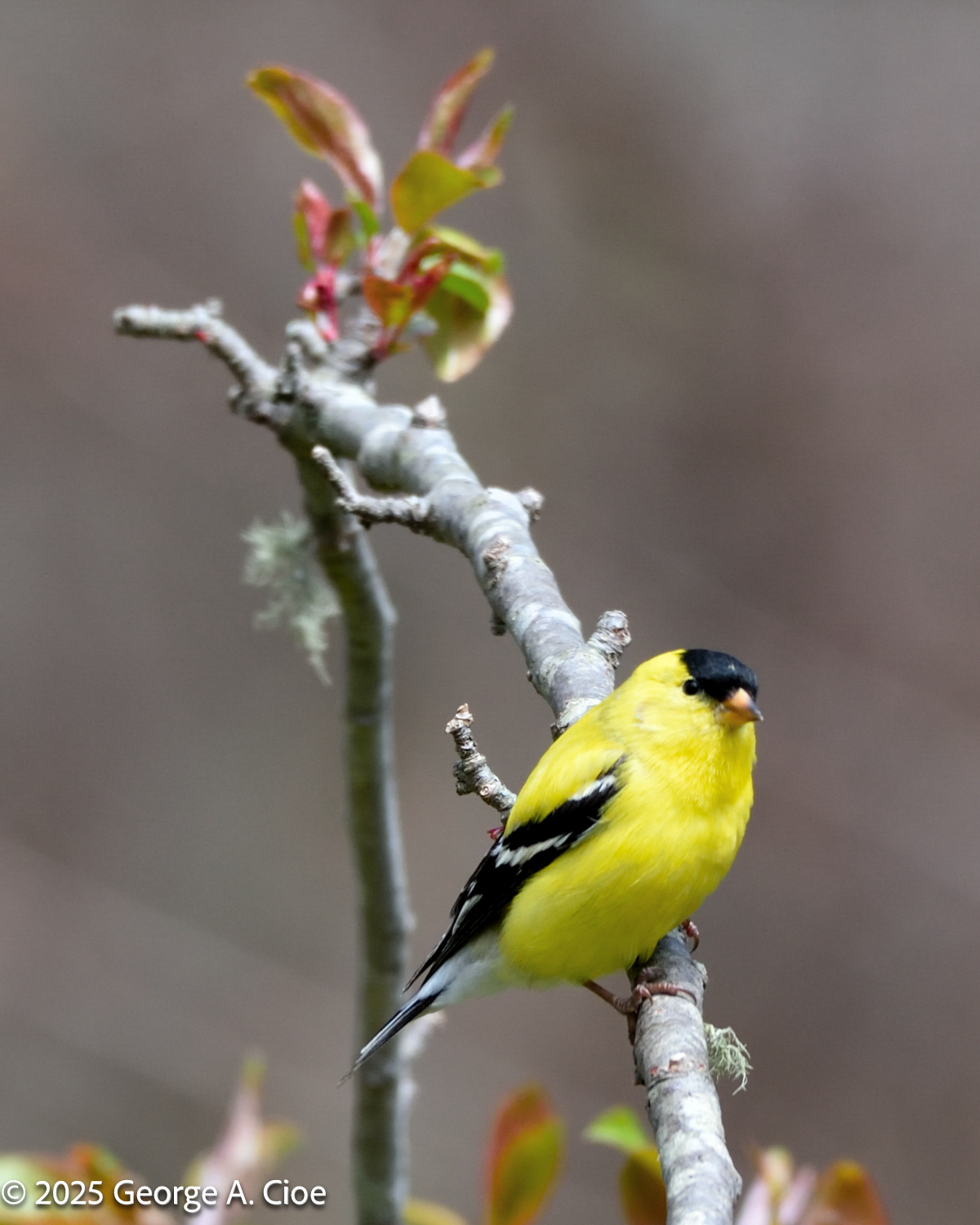 The Brightest Bird in Her Sky: A Spring Transformation