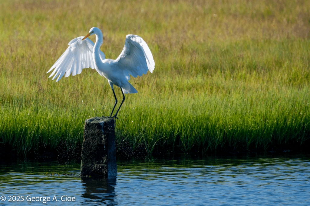 Great Egret on Narrow River